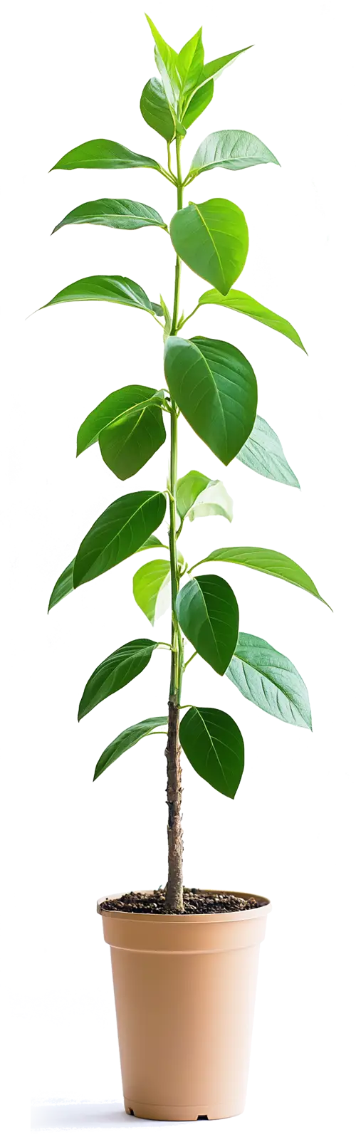 growing green plant growing green plant